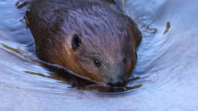 Eurasian beaver (Castor fiber) or European beaver is a beaver species that was once widespread in Eurasia, but was hunted to near-extinction for both its fur and castoreum.