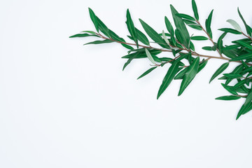 Green leaves on white background. Flat lay, top view, space.