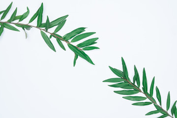 Green leaves on white background. Flat lay, top view, space.