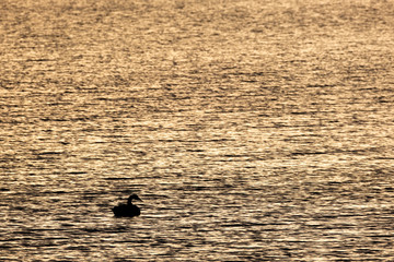 Kanadagans auf dem Wasser im Gegenlicht