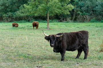 Kuhweide