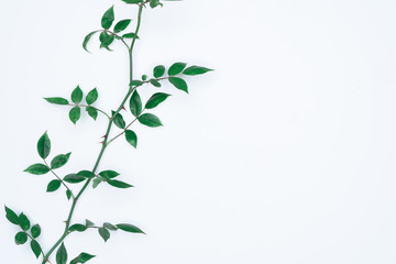 Fototapeta na wymiar Green leaves on white background. Flat lay, top view, space.