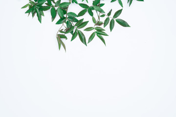Green leaves on white background. Flat lay, top view, space.