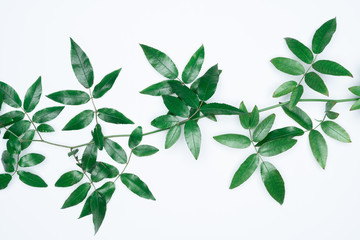 Green leaves on white background. Flat lay, top view, space.