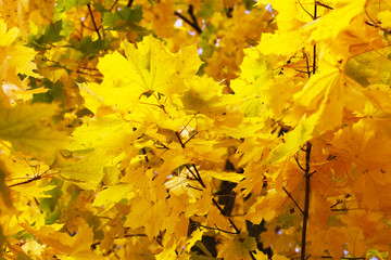 Autumn Fall orange maple tree yellow leafs