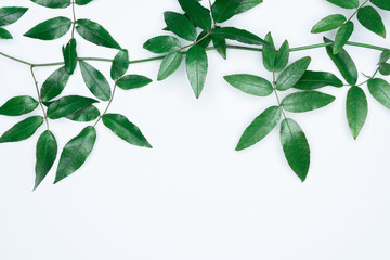 Green leaves on white background. Flat lay, top view, space.