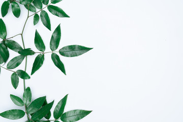 Green leaves on white background. Flat lay, top view, space.