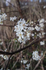blooming apple tree in spring