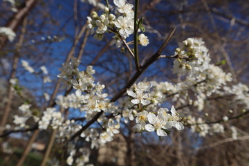 blooming cherry tree in spring