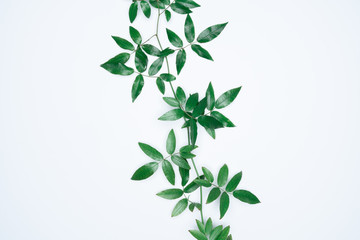 Green leaves on white background. Flat lay, top view, space.