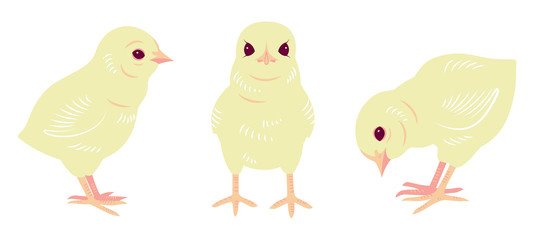 Easter Baby Chicks
