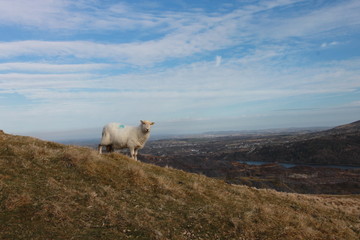 Fototapeta na wymiar Begegnung mit einem Schaf in den Bergen