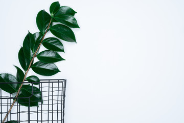 Green leaves with black basket on white background. Flat lay, top view, space.