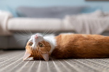 gato blanco y marron de ojos amarillos acostado de espaldas en la alfombra, mira hacia atras