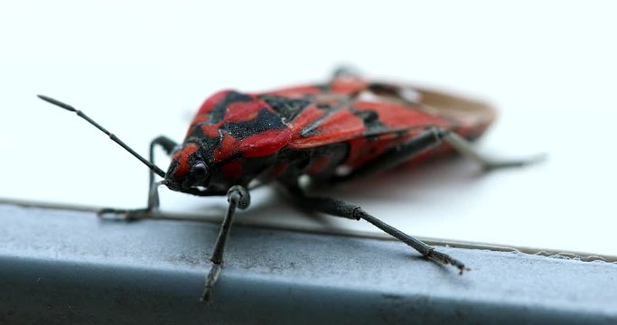 Firebug Head And Antenna Close Up View (Pyrrhocoris Apterus) Insect, Red And Black Bug. Macro Shot - DCi 4K Resolution