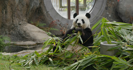 Cute panda eat bamboo at zoo