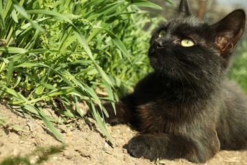 Naklejka na ściany i meble Homeless black kitten lying near green grass. Stray animal
