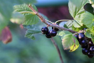 Multiple blackcurrant berries growing in bush located in a backyard of a Finnish summer cottage. Healthy and fresh berries full of vitamin c & other antioxidants. Can be eaten fresh or used for baking