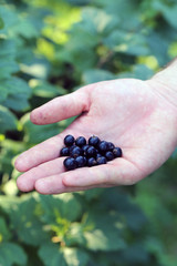 Plenty of blackcurrant berries picked from the backyard of a Finnish summer cottage. Healthy & fresh berries full of vitamin c and other antioxidants. Caucasian male is holding the berries on his hand