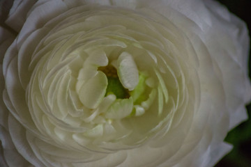 Beautiful close-up image of white Ranunculus flower in bloom. Ranunculus asiaticus, full frame, petals