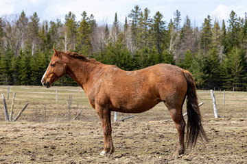 Cheval Cantons de l'Est, Estrie, Québec Canada