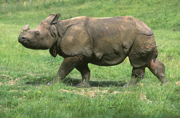 INDIAN RHINOCEROS rhinoceros unicornis WALKING ON GRASS .