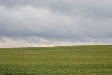 Green grass meadow, agricultural field, cloudy weather, natural background