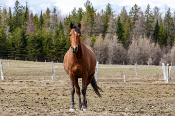 Fototapeta premium Cheval Cantons de l'Est, Estrie, Québec Canada