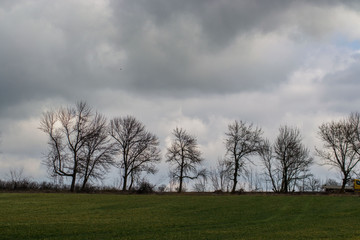 Green grass meadow, agricultural field, cloudy weather, natural background, trees in the back