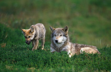 EUROPEAN WOLF canis lupus, FEMALE LAYING DOWN IN GRASS WITH YOUNG .
