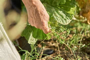 A woman's hand plucking weeds