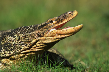 HEAD CLOSE-UP OF WATER MONITOR ADULT LIZARD varanus salvator, OPENED MOUTH .