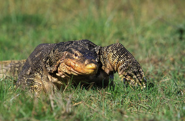 WATER MONITOR ADULT LIZARD varanus salvator WALKING ON GRASS .