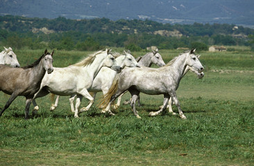 Obraz premium LIPIZZAN HORSE, HERD TROTTING THROUGH MEADOW .