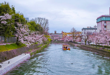 桜３０