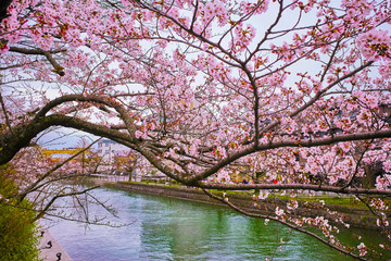 桜２９