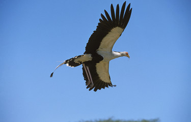 SECRETARY BIRD sagittarius serpentarius FLYING AGAINST BLUE SKY .