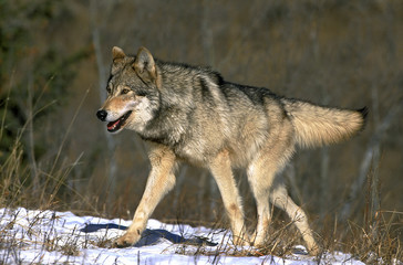 NORTH AMERICAN GREY WOLF canis lupus occidentalis, ADULT WALKING IN SNOW, CANADA