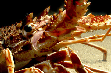 ROCK LOBSTER palinurus vulgaris, HEAD CLOSE-UP SHOWING EYE AND ANTENNA  .