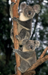 KOALA phascolarctos cinereus, ADULTS ON BRANCH, AUSTRALIA  .