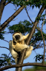 VERREAUX'S SIFAKA propithecus verreauxi SCRATCHING ITS HEAD ON A BRANCH IN MADAGASCAR.