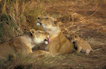 AFRICAN LION panthera leo, FEMALES GROOMING WITH CUB, KENYA  .
