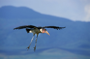 MARABOU STORK leptoptilos crumeniferus FLYING, TANZANIA  .