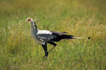 SECRETARY BIRD ADULT sagittarius serpentarius WITH TWIGS IN ITS BEAK FOR BUILDING A NEST .