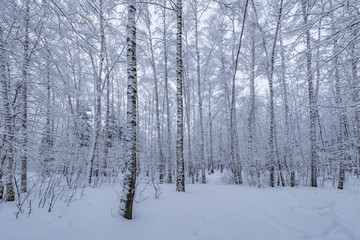 Birch tree grove at winter evening time,