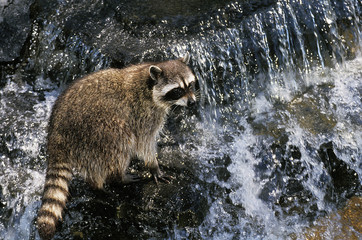 RACCOON procyon lotor IN WATERFALL  .