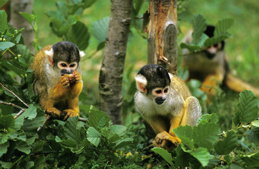 SQUIRREL MONKEY GROUP saimiri sciureus IN TREE .
