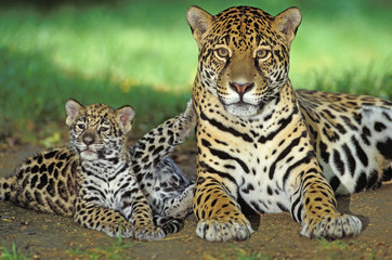 JAGUAR panthera onca, FEMALE WITH CUBS .