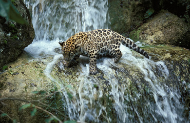 Fototapeta na wymiar JAGUAR panthera onca, YOUNG ON ROCK CROSSING A WATERFALL.