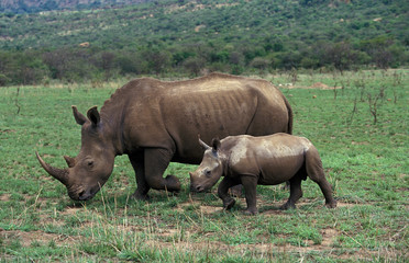 Obraz premium WHITE RHINOCEROS FEMALE AND YOUNG ceratotherium simum IN SOUTH AFRICA .